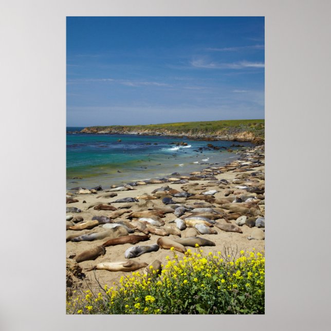 Poster Pile of Elephant Seals (Devant)