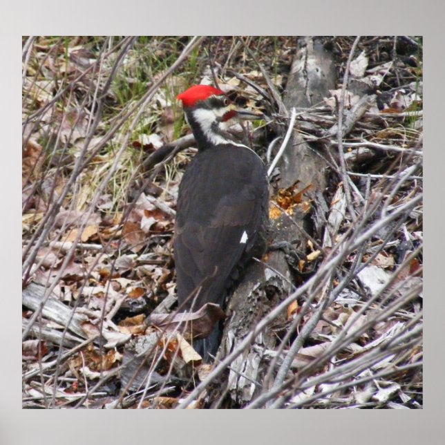 Poster Pileated Woodpecker Pecker (Devant)