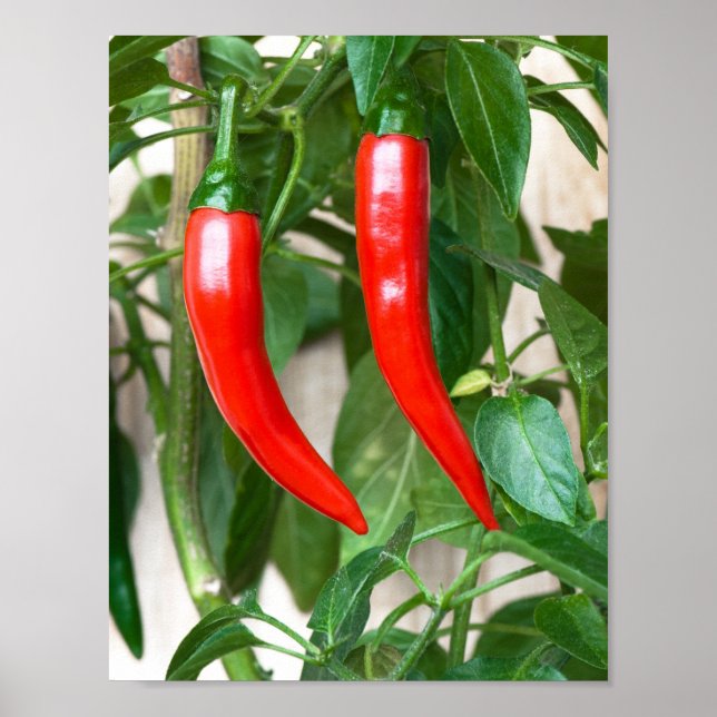 Poster Piment rouge ardent (Devant)