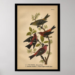 Poster Pin à imprimer d'oiseaux Grosbeak rouge noir Vinta