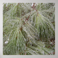 Pin couvert de glace