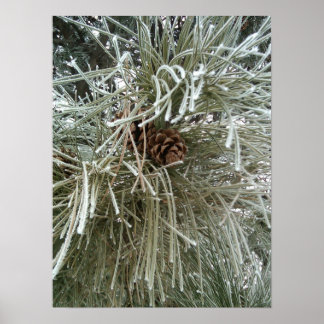 Poster Pin givré