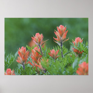 Poster Pinceau indien, Castilleja miniata, Ouray,