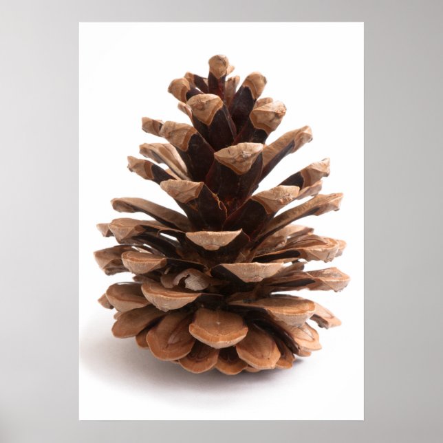 Poster Pinecone (Devant)