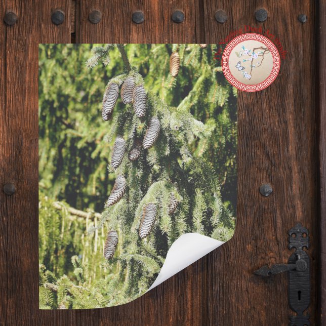 Poster Pinecones (Créateur téléchargé)