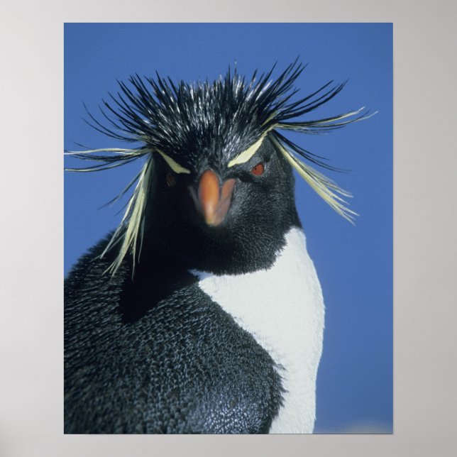 Poster Pingouin de Rockhopper (Eudyptes chrysocome) (Devant)