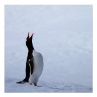 Pingouin Gentoo