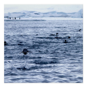 Poster Pingouin volant