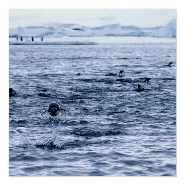 Poster Pingouin volant (Devant)