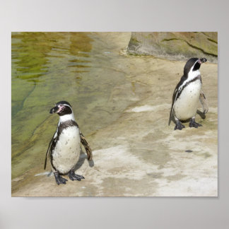 Poster Pingouins