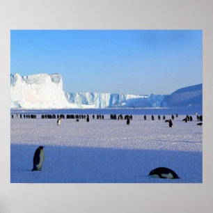 Poster Pingouins