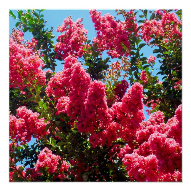 Poster Pink Crape Myrtle Tree Flowers Photographie (Devant)