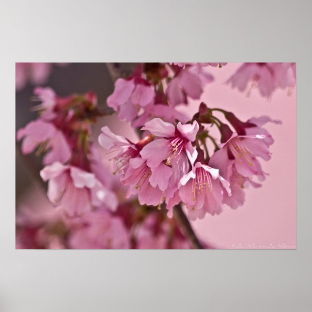 Poster "Pink Haze" en fleurs de cerisiers japonais (Devant)