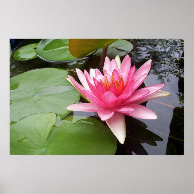 Poster Pink Lilly Dans Pond (Devant)