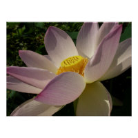 Pink Lotus Flower III Summer Floral