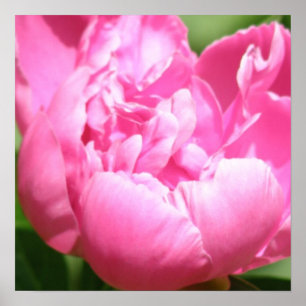 Poster Pink Peony