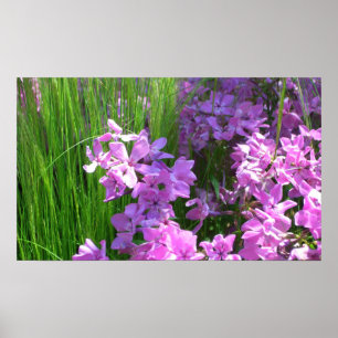 Poster Pink Phlox et Grass été Floral