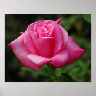Poster Pink Rose