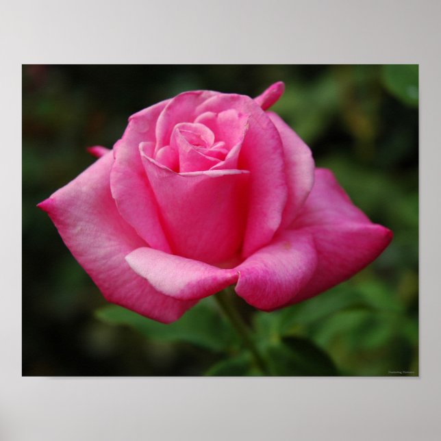 Poster Pink Rose (Devant)