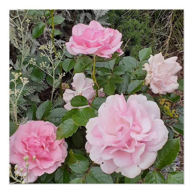 Poster Pink Rose Roses Flower Floral Garden Radox Bouquet (Devant)