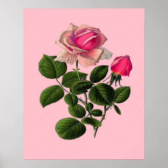 Poster Pink Tea Roses (Devant)