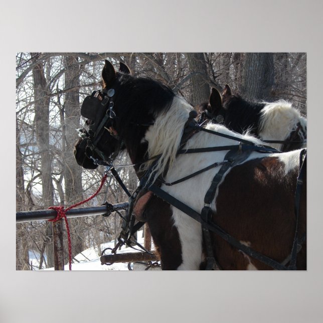 Poster Pinto Draft Team (Devant)