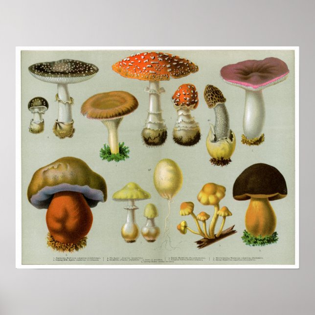 Poster Piosonous Fungi - Mushrooms and Toadstools (Devant)