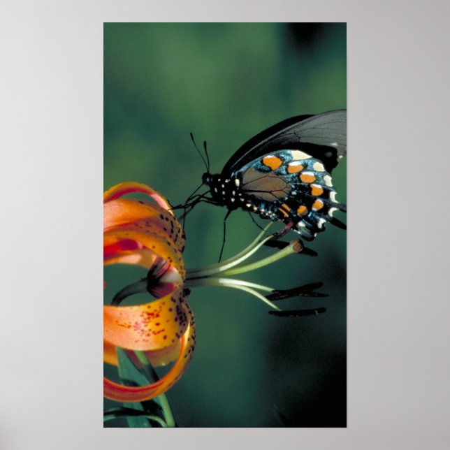 Poster Pipevine Swallowtail (Devant)