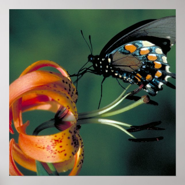 Poster Pipevine Swallowtail (Devant)