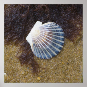 Poster Piscine de marée