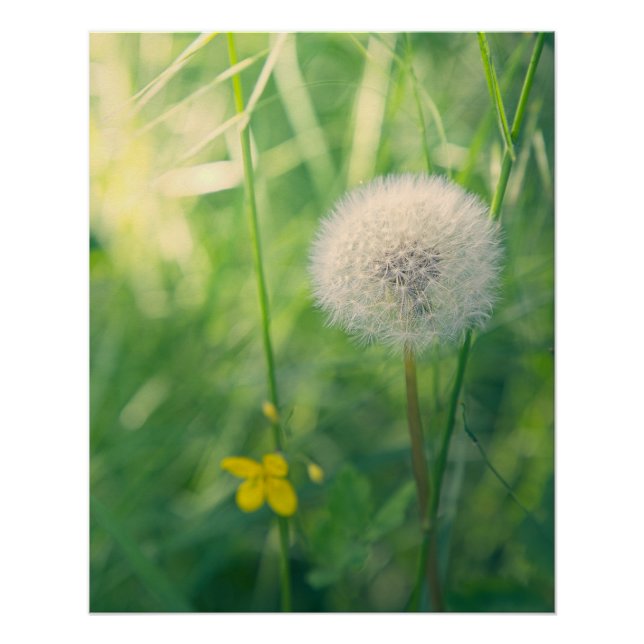 Poster Pissenlit dans la verdure avec une douce lumière e (Devant)