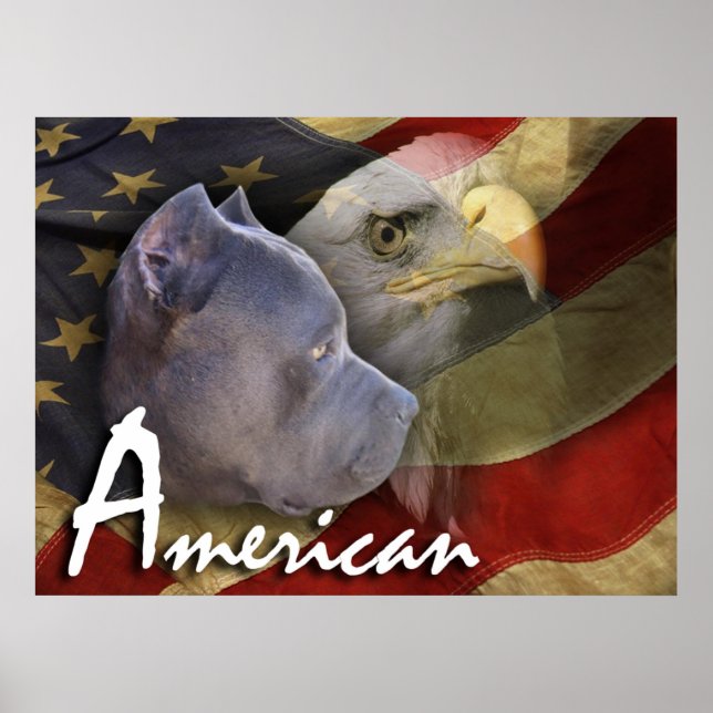 Poster Pitbull américain Terrier Chien, Drapeau, Aigle ch (Devant)
