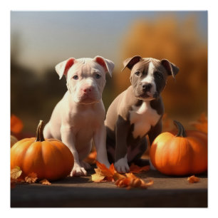 Poster Pitbull Chiot Automne Citrouille de plaisir