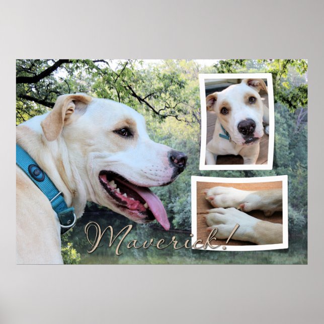 Poster Pitbull - Maverick Composite (Devant)