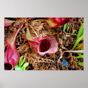 Poster Pitcher Plant & Venus Fly Trap