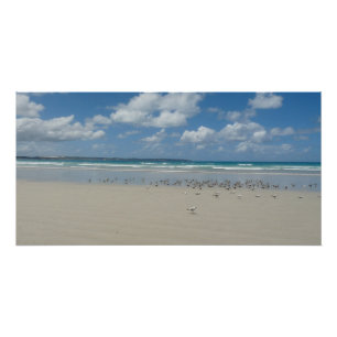 Poster Plage avec mouettes