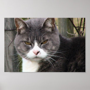 Poster Plan rapproché de gros chat tigré noir avec les