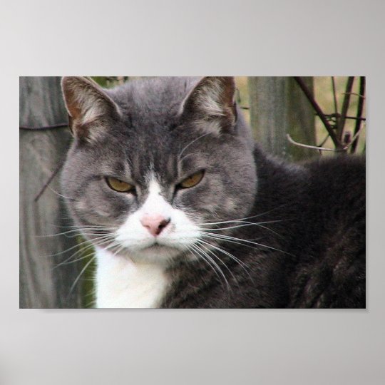 Poster Plan Rapproche De Gros Chat Tigre Noir Avec Les Zazzle Fr