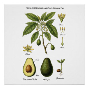 Poster Planche Botanique Avocat Persea Americana et Coupe