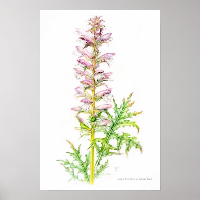Poster Planche d'aquarelle Acanthus mollis (Devant)