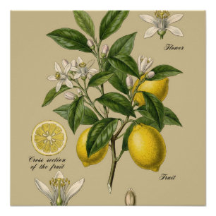 Poster Planche d'illustration botanique d'un citronnier v