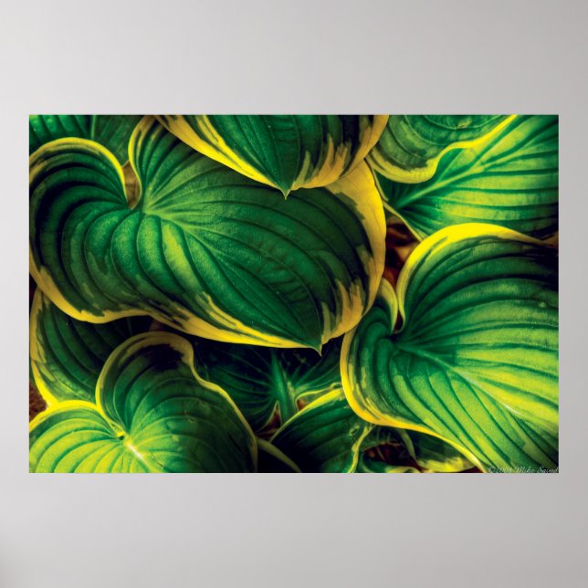 Poster Plant - Hosta Leaves (Devant)