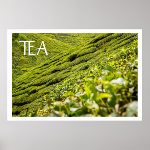 Poster Plantation de thé