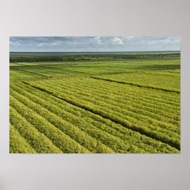 Poster Plantations de canne à sucre, Guyana (Devant)