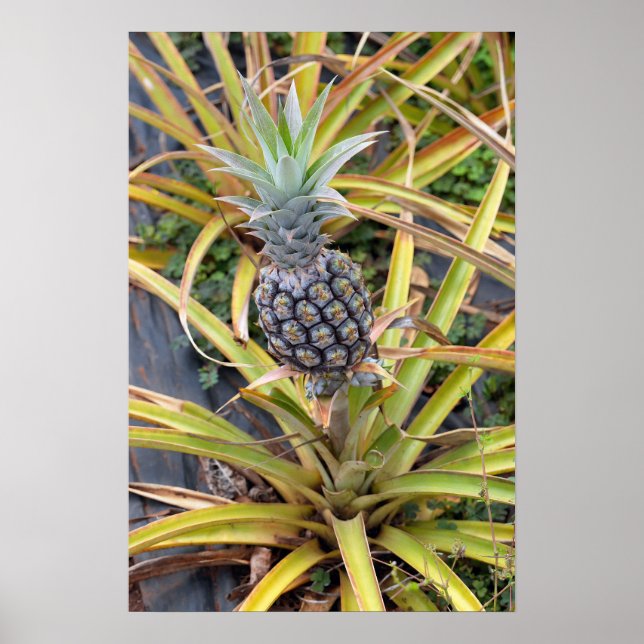 Poster Plante ananas (Devant)