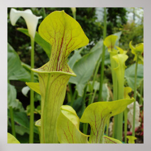 Poster Plante Carnivore Green Pitcher