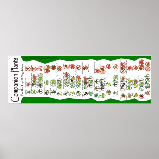 Poster Plante compagnon : Les 20 meilleurs Plantes (Devant)