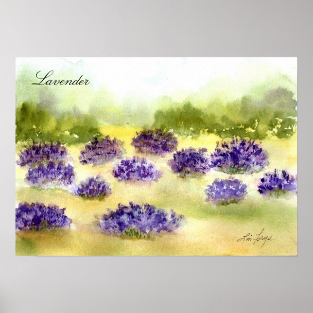 Poster Plante de lavande (Devant)