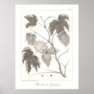 Poster Plante en coton Illustration botanique anti