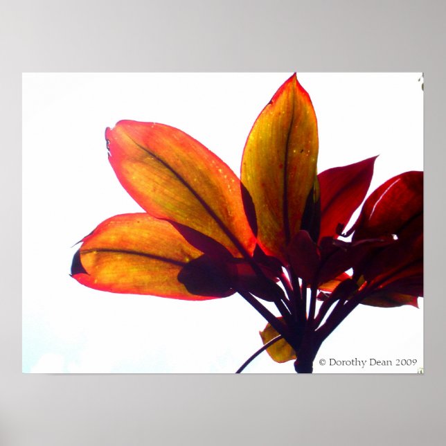 Poster Plante feuille (Devant)